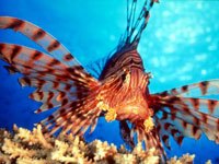 Lionfish picture