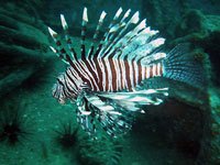 Lionfish picture