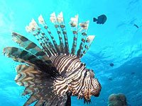 Lionfish image