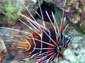 Lionfish wallpaper