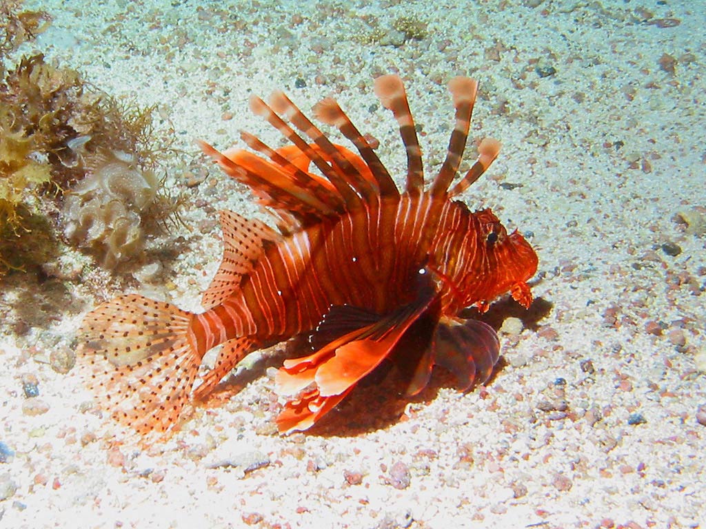 free Lionfish wallpaper wallpapers download