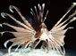 free lion fish wallpaper