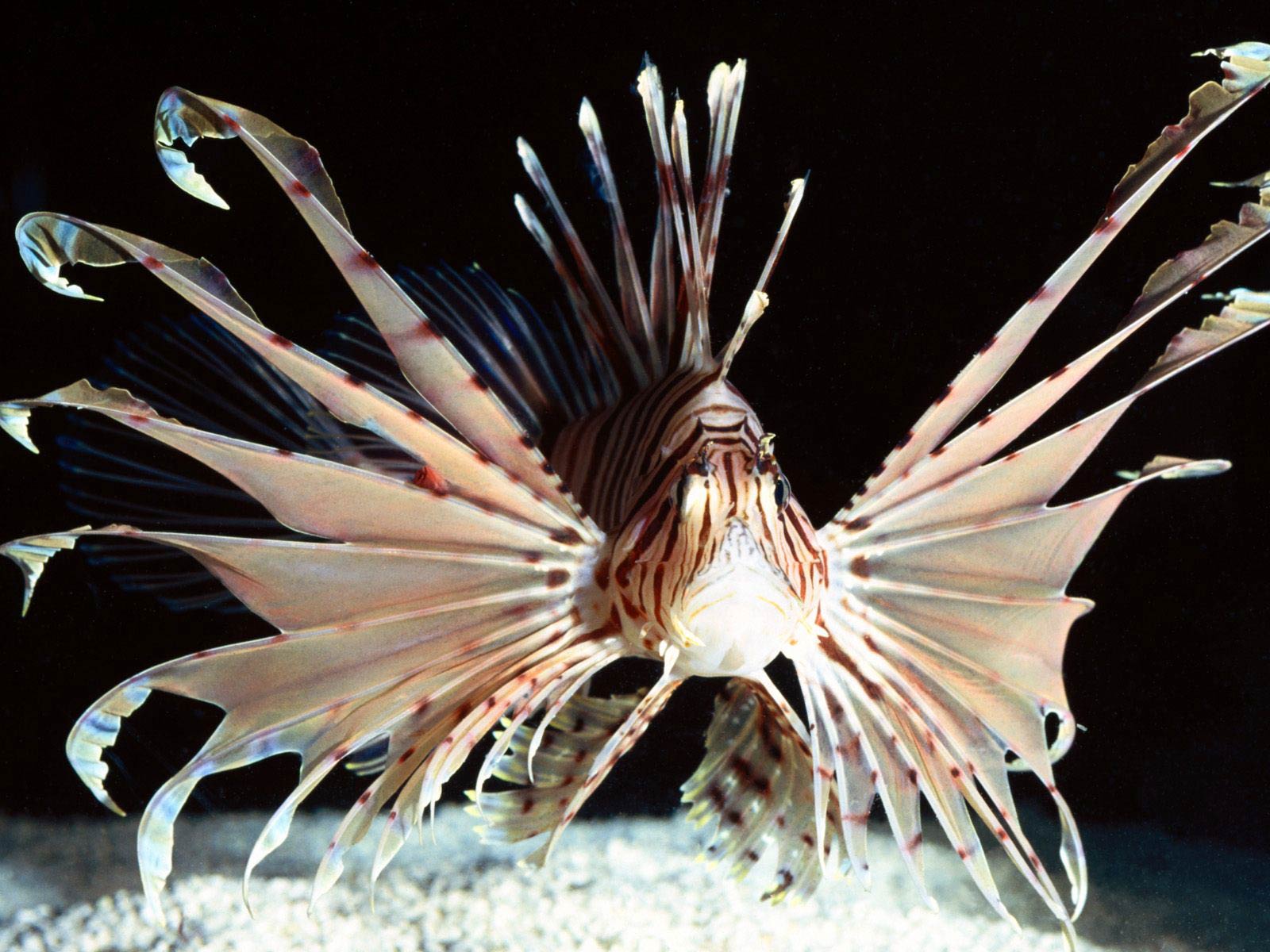 free Lionfish wallpaper wallpapers download