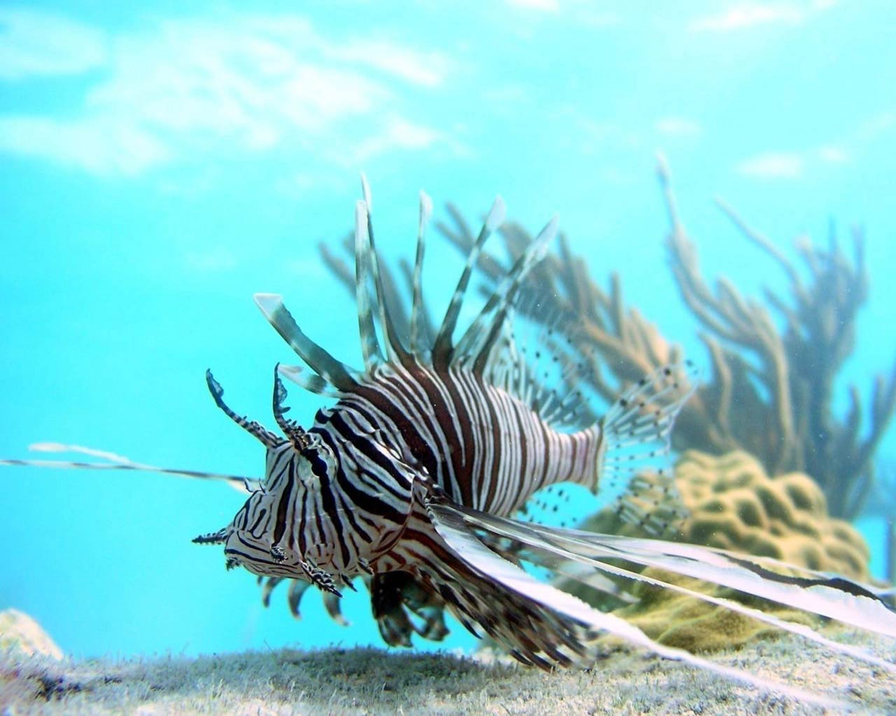 free Lionfish wallpaper wallpapers and background