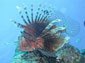 Lionfish wallpaper