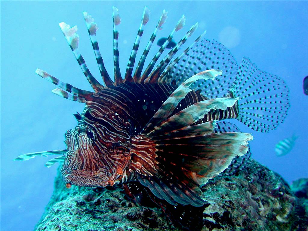 free Lionfish wallpaper wallpapers download