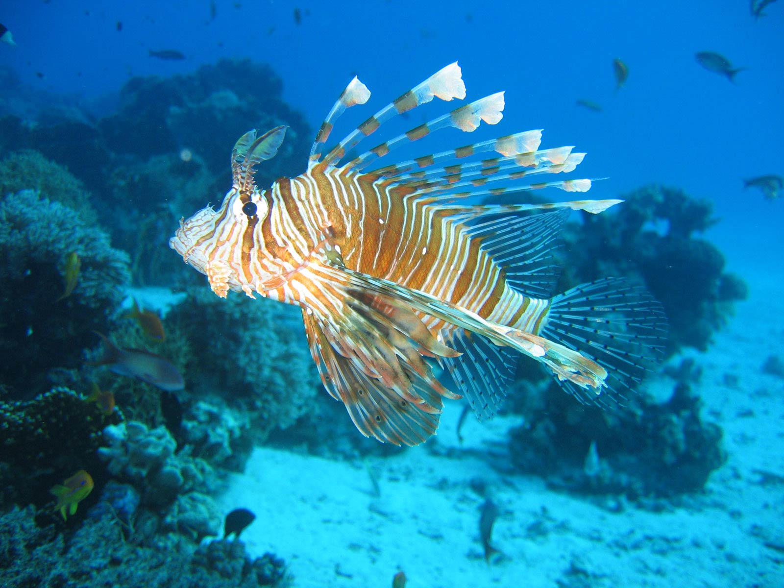 free Lionfish desktop wallpaper wallpapers Desktop and Mobile