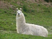 Llama picture