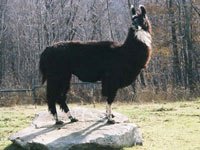 Llama picture