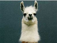 Llama picture