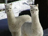 Llama picture