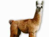 Llama 