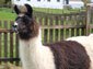 llama