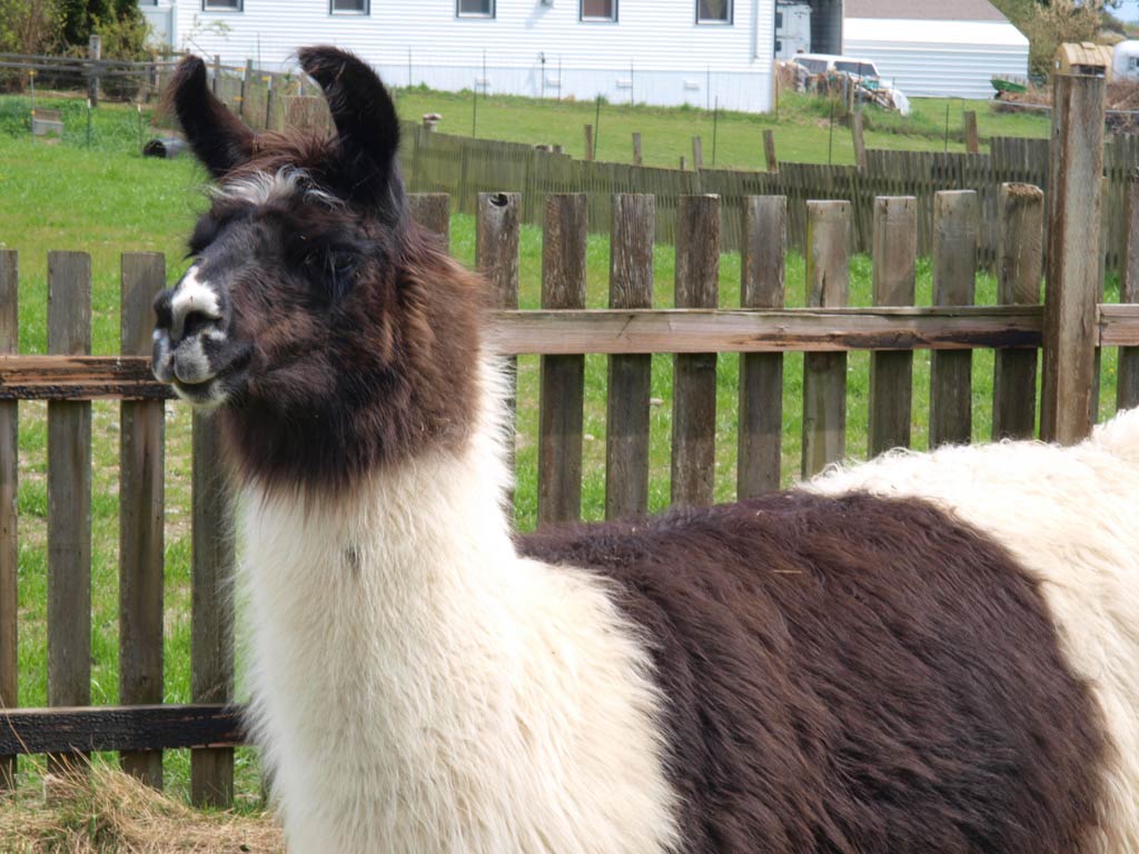 free Llama wallpaper wallpapers download