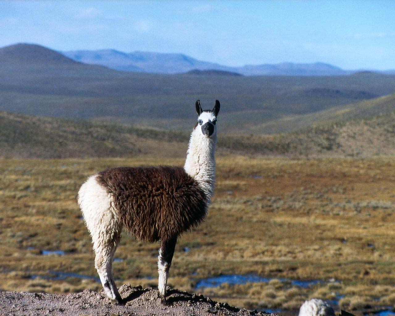 free Llama wallpaper wallpapers download