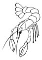 Lobster coloring page