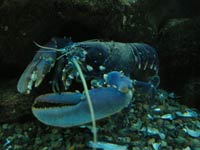 Lobster picture