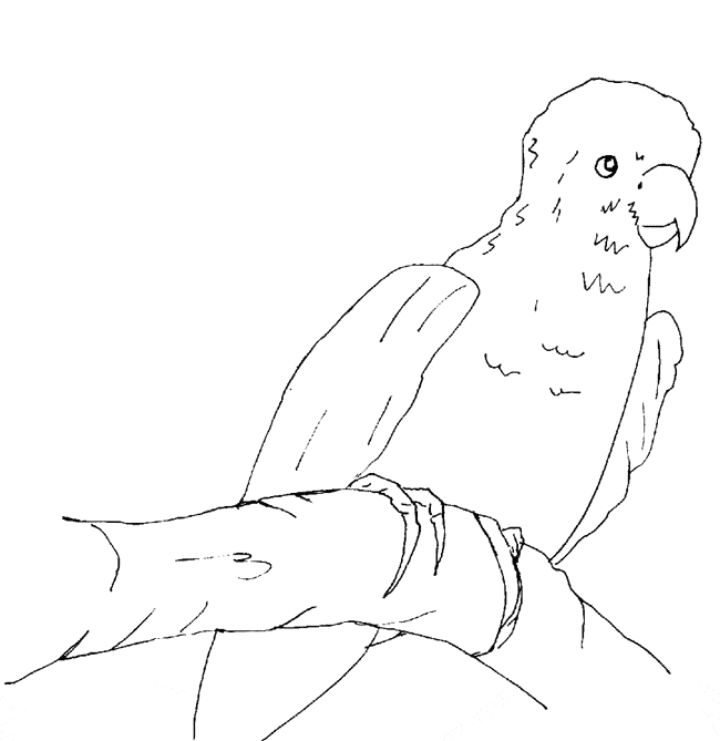 free Lorikeet coloring page