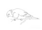 lorikeet coloring page