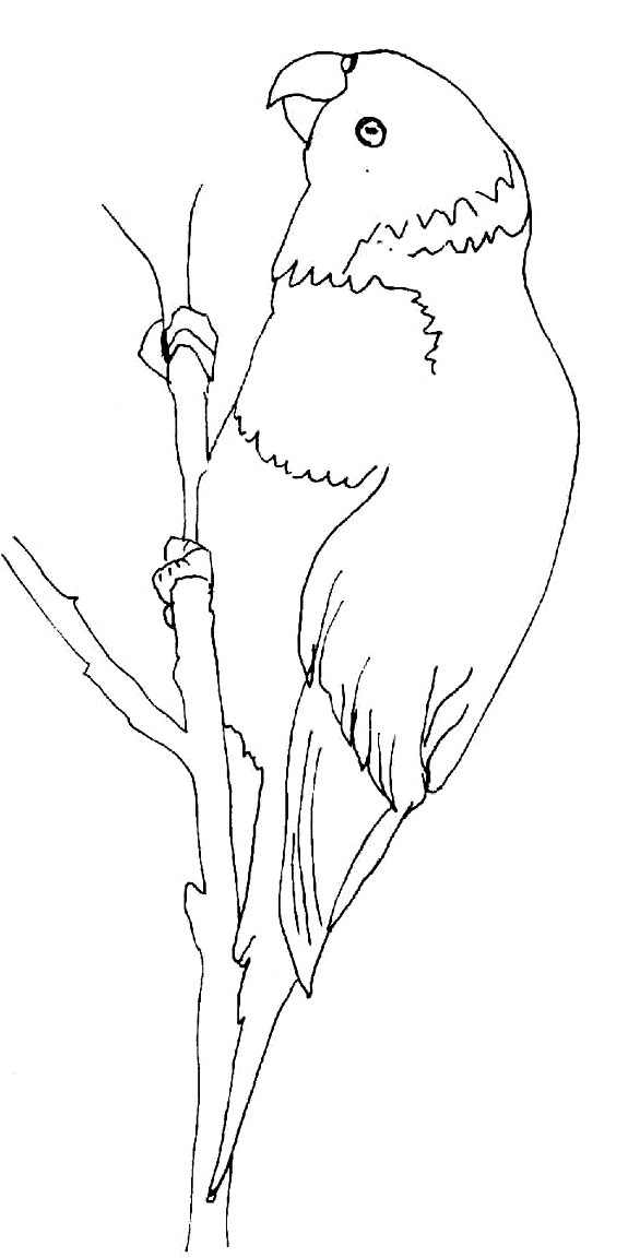 free Lorikeet coloring page