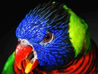 Lorikeet image