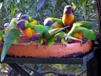 Lorikeet image