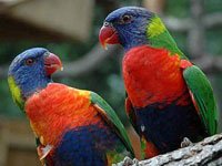 Lorikeet image