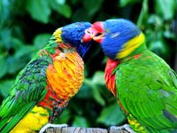 Lorikeet image