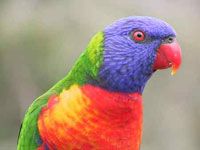 Lorikeet image