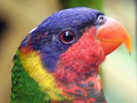 Lorikeet image