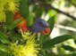 Lorikeet wallpaper