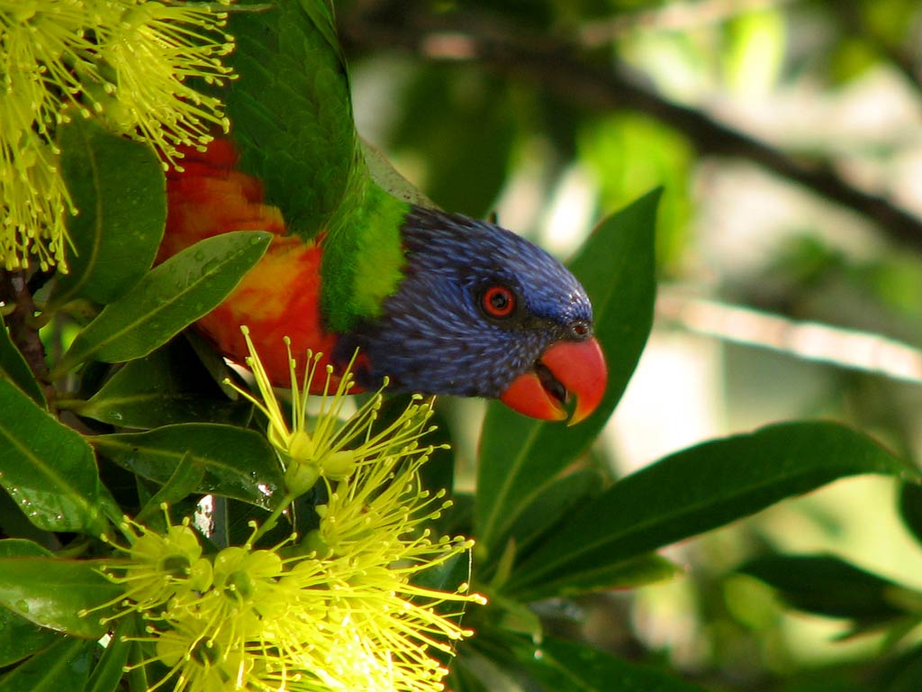 free Lorikeet wallpaper wallpapers download