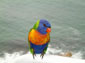 lorikeet wallpaper