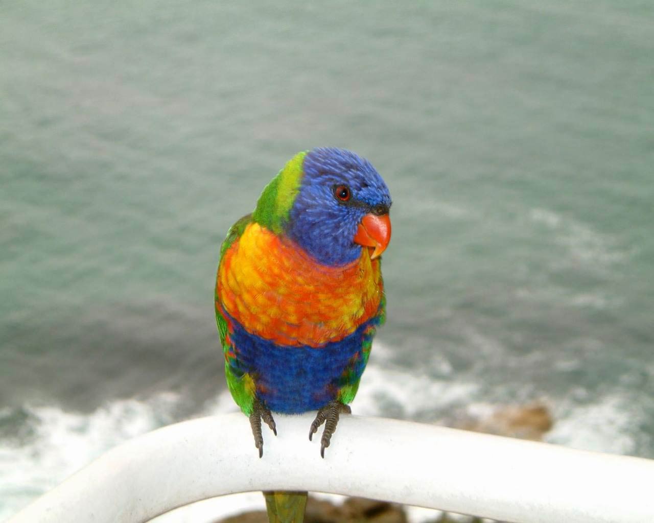 free Lorikeet wallpaper wallpapers download