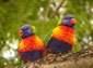 Lorikeet wallpaper