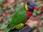 Lorikeet wallpaper