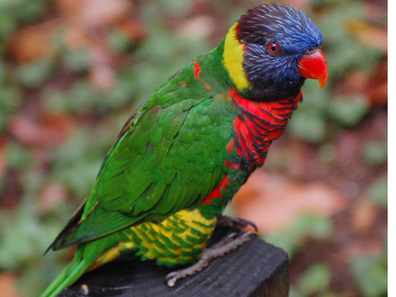 free Lorikeet wallpaper wallpapers and background
