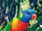 lorikeet wallpaper