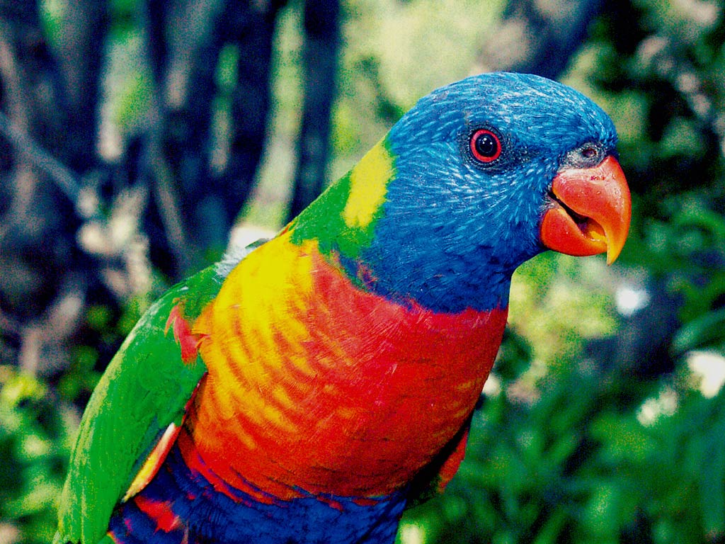 free Lorikeet wallpaper wallpapers download