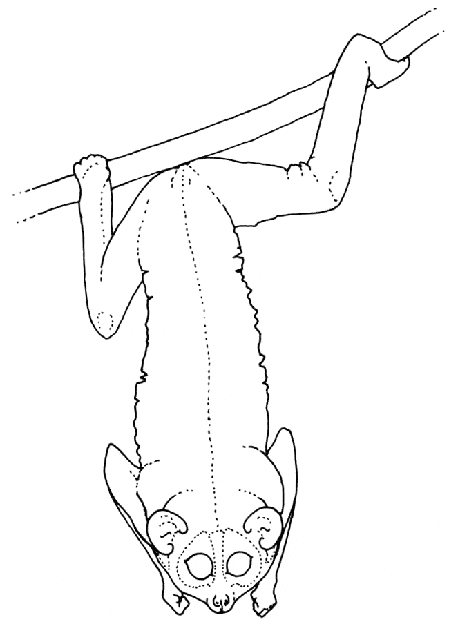 free Loris coloring page