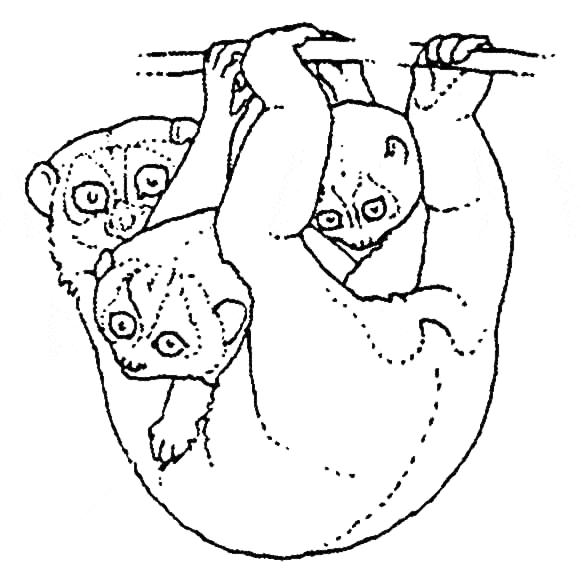 free Loris coloring page