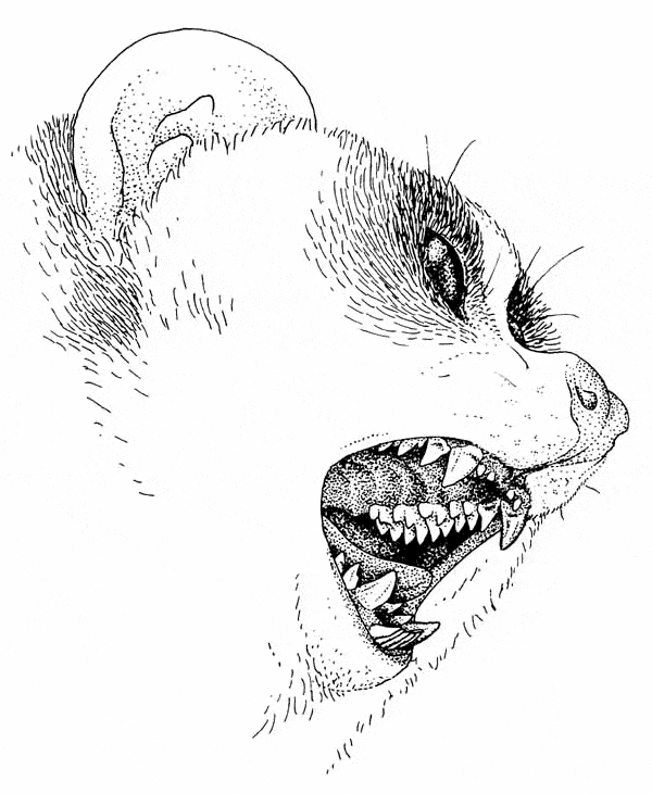 free Loris coloring page