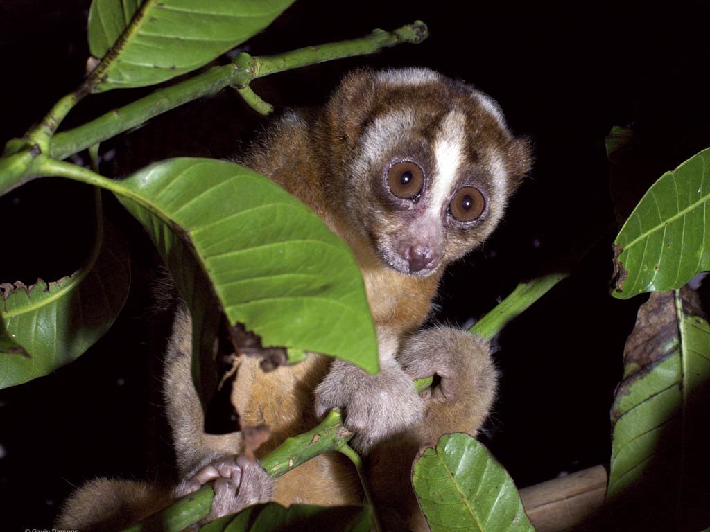 free Loris wallpaper wallpapers download