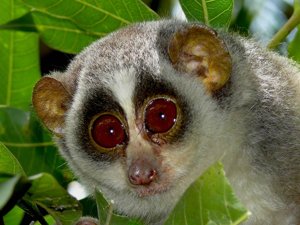 free Loris wallpaper wallpapers download