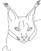 Lynx coloring page