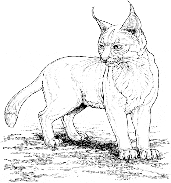 free Lynx coloring page