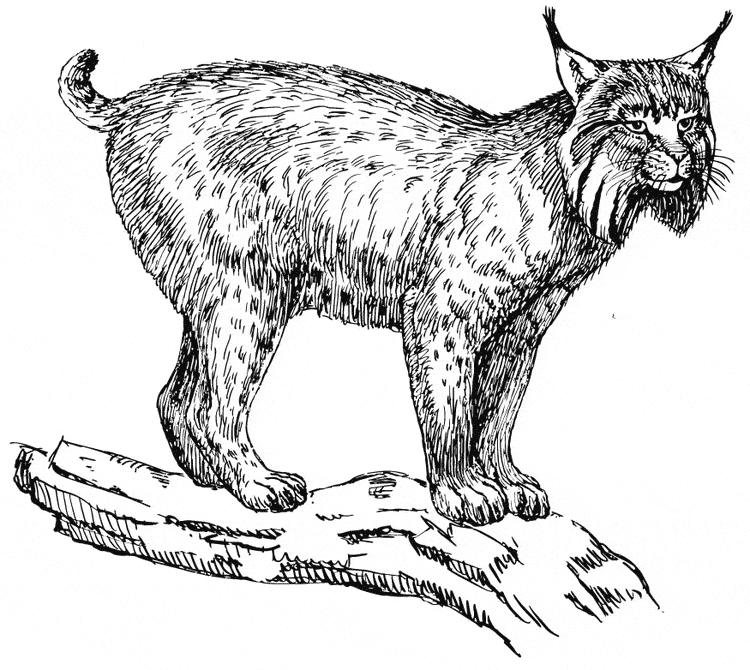 free Lynx coloring page