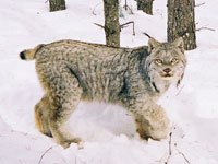 Lynx image