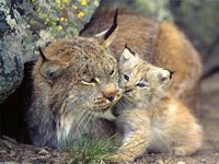 Lynx with a baby