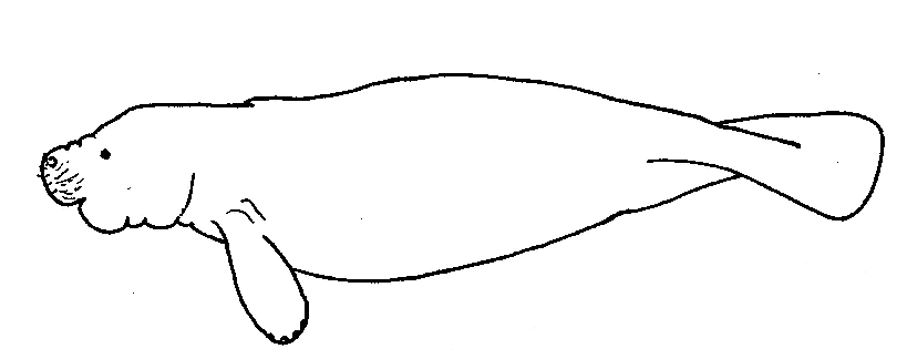 free Manatee coloring page